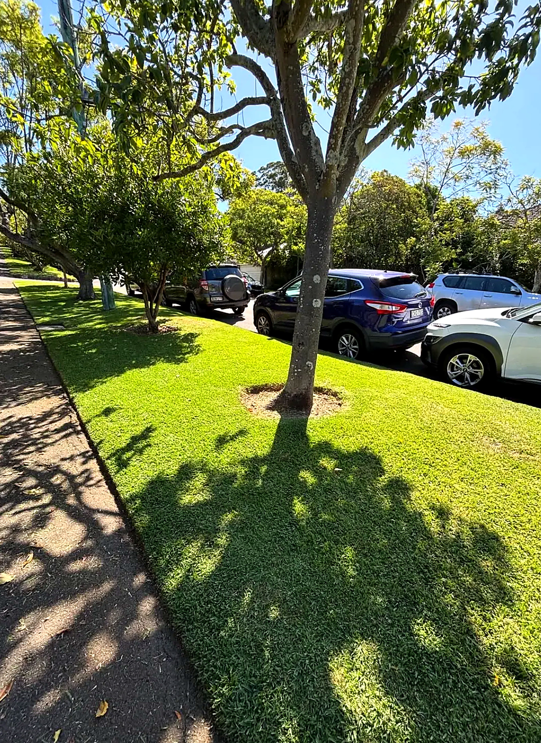 Freshly mown nature strip lawn around a street tree in Sydney